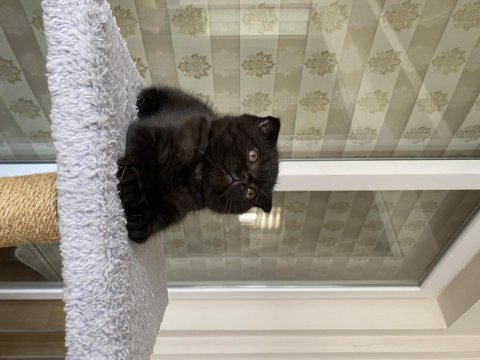 2 aylık kömür scottish fold oğluşum