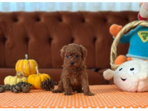 Tuvalet eğitimli yavru kore toy poodle