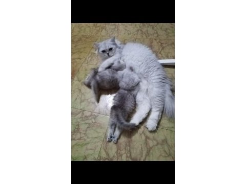 Chinchilla dişi bebekler