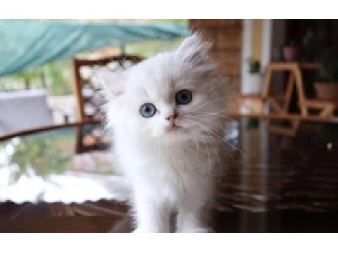 Muhteşem british shorthair mavi göz golden point