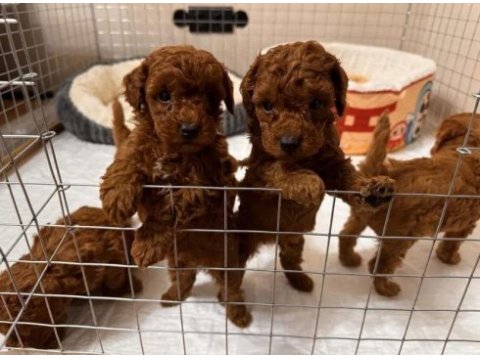 Kg garantili toy poodle bebeklerim