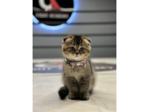 Show class scottish fold golden
