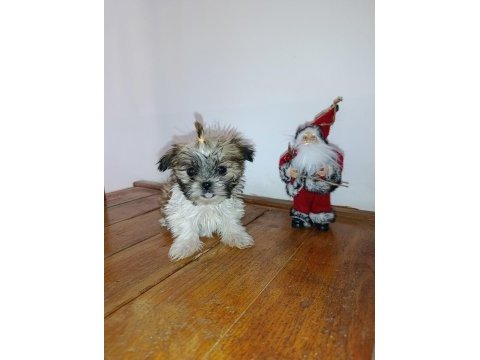Shih-tzu minik köpekler