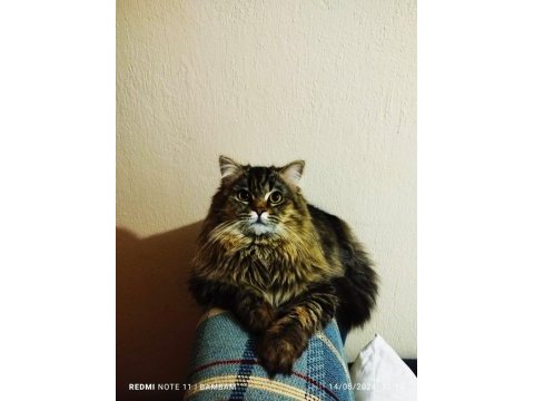 British longhair bambam