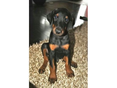 Her renk her estetik türü mevcut ırk garanti doberman