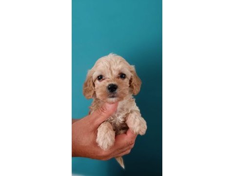 Dişi ve erkek maltipoo köpekler