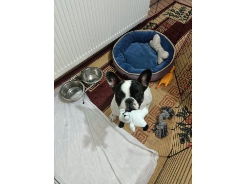 Sıfır masrafla sahip ol french bulldog