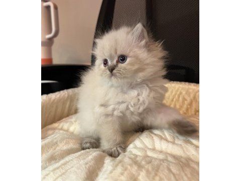 Safkan british longhair yavrular