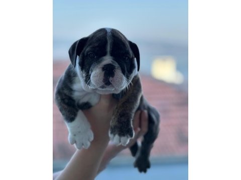 A kalite ingiliz bulldog bebek