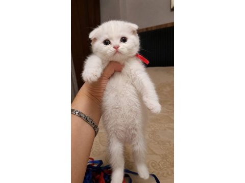 Scottısh fold ayı surat yavrularım 