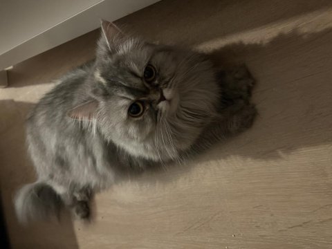 Chinchilla yuva arıyoruz