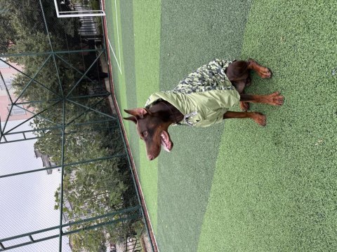 Balthazarın torunu şecereli doberman