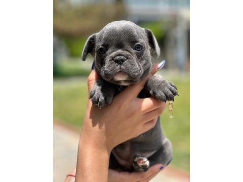 Mini boy erkek bulldog
