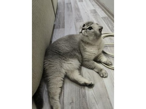 Ücretsiz sahiplendirme scottish fold kedimiz