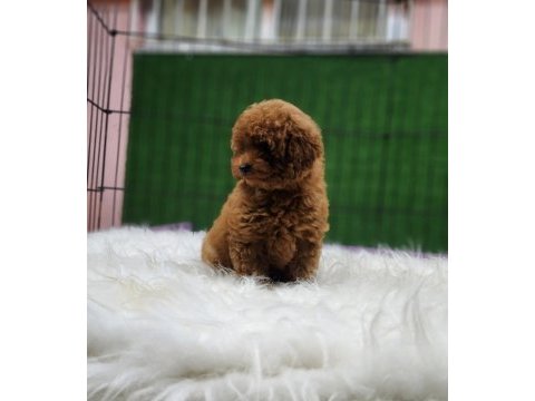 Toy poodle ailemize katılmak istemez misiniz