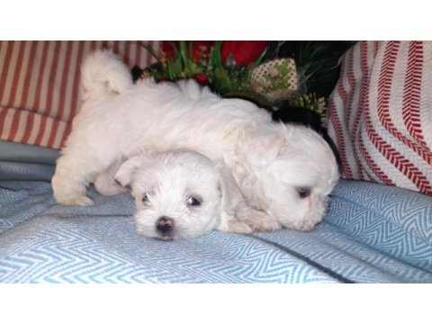 Kore kan maltese bebekler
