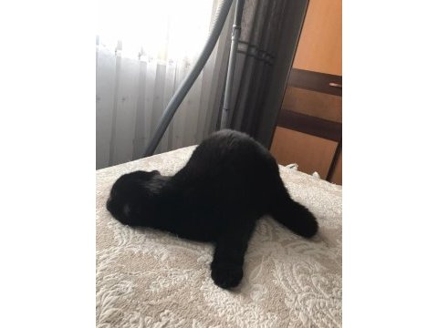 Scottish fold siyah