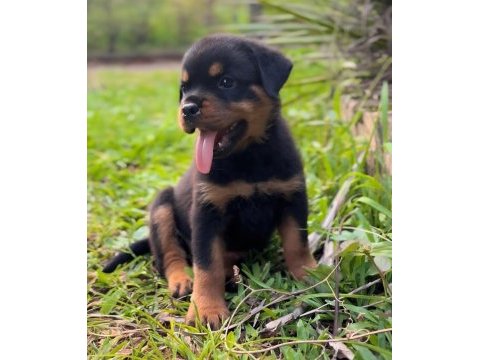 Rottweiler kapıda ödemeli çiftlik kredi kartı geçer