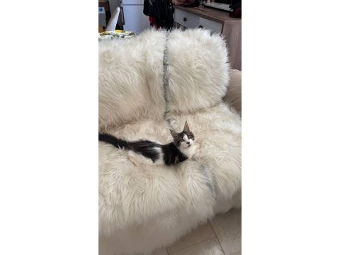 Nadir renklerde safkan maine coon yavruları
