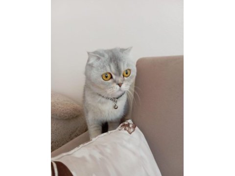 Kehribar gözlü silver scottish fold kedimiz