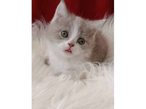 British shorthair bebekler yeni ailesini arıyor