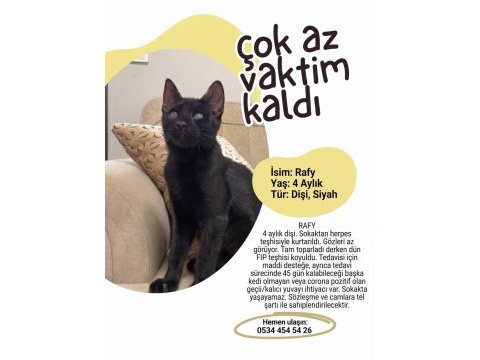 Kedimiz rafadan yuva arıyor