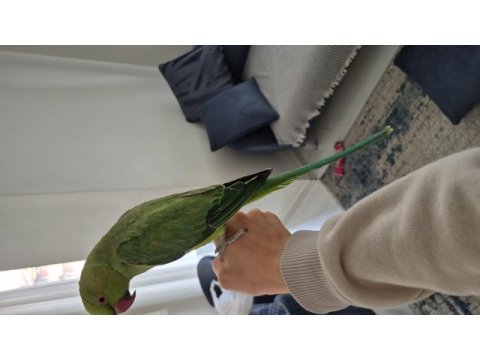 Evcil pakistan papağanı