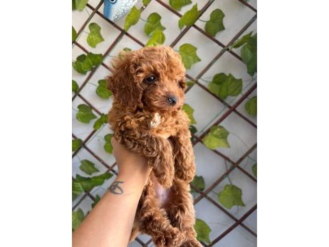Toy poodle yavrular
