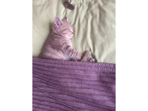 3 aylık british shorthair dişi kedimiz