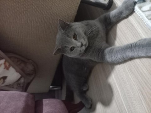 Scottish fold mama karşılığı erkek 8 aylık