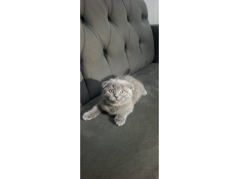Scottish fold bebişler yeni yuvalarını arıyor