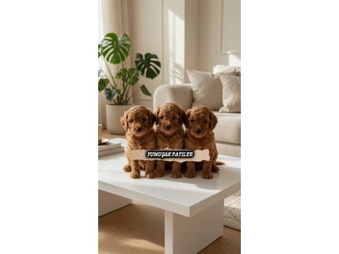 Sevimli ırk toy poodle