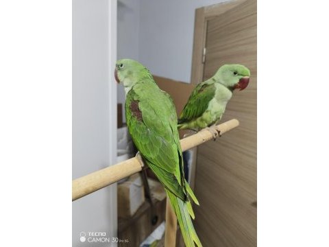 3.5 aylık full evcil erkek alexanderlar