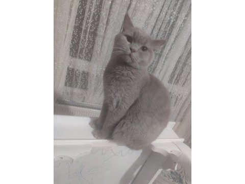British shorthair erkek 7 aylık