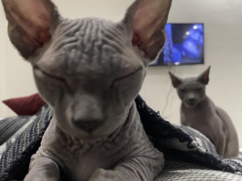 Orijinal 3 aylık erkek sphynx