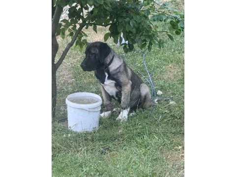 Köpeğimizi sahiplendiriyoruz