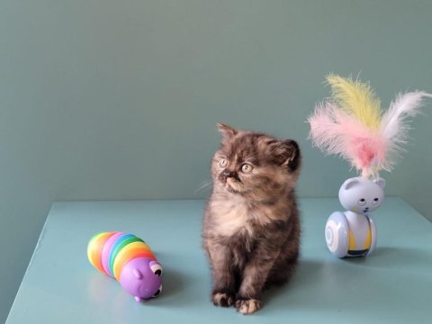 Veteriner gözetiminde harika british shorthair bebekler