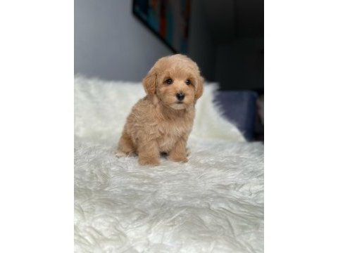 Orijinal toy boyut f1 maltipoo