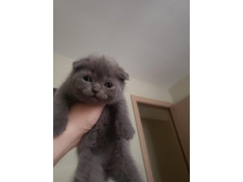 Scottish fold ve british yavrular rezervasyona hazır