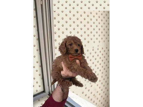 Toy poodle bebekler