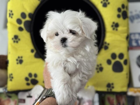 Ankarada yasal çiftlikten kore kan maltese