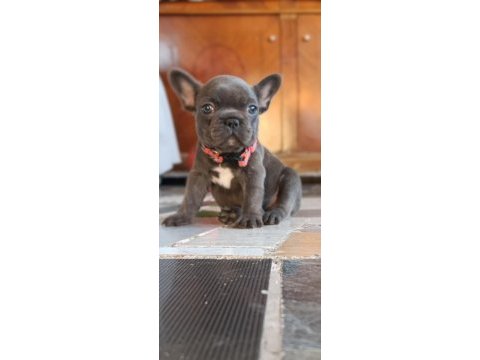 A kalite blue dişi french bulldog yavrum