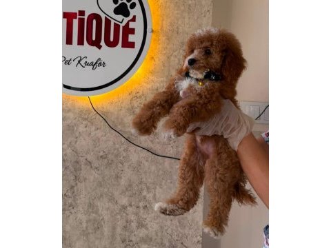Premium toy poodle yavruları