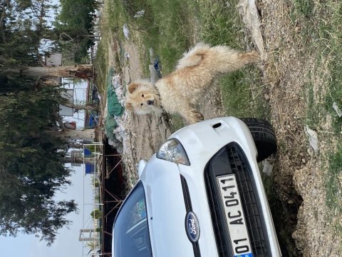 Acil sahiplendirme çin aslanı köpeğimiz