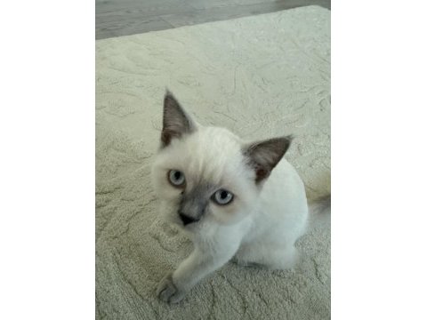2 beyaz british shorthair blue poınt yavru