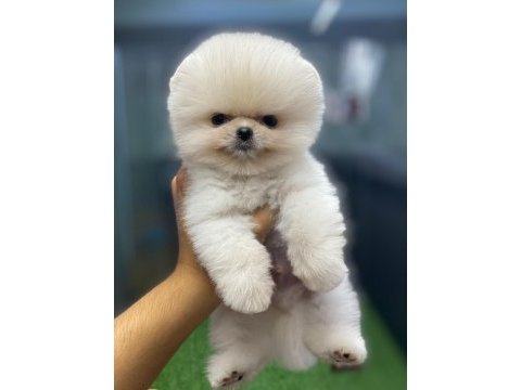 Show kalite ayı surat pomeranian yavrular