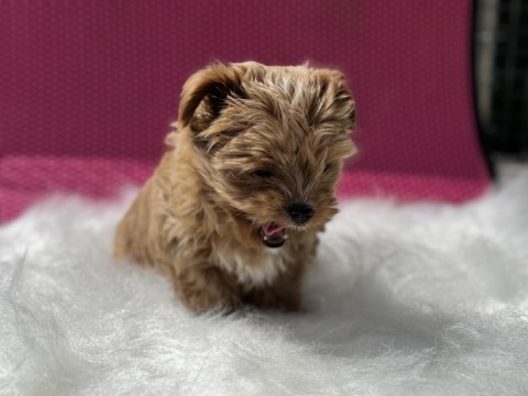 Çok özel wc eğitimli tea cup morkie yavrularımız