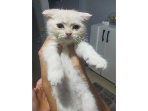 Yavrularımıza yuva arıyoruz scottish fold