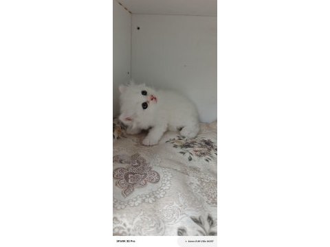 Minnoş bebek kediler