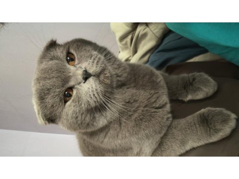 Scottish fold erkek kedimiz